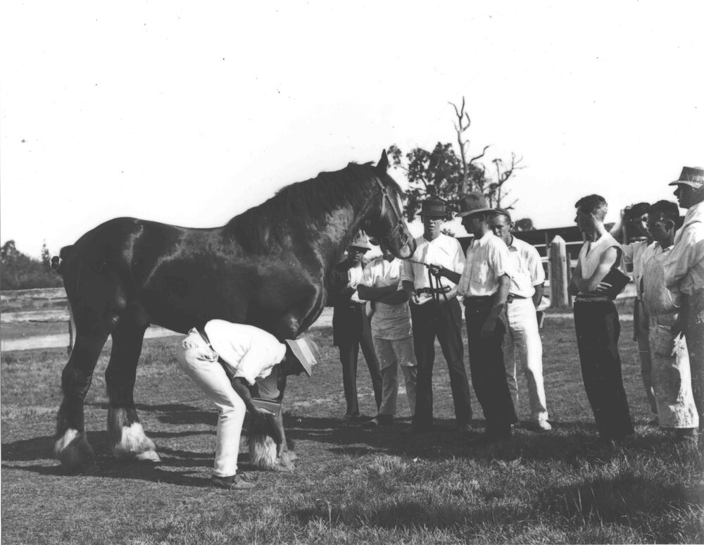 Examination of horses for soundness (print 2 of 7) [Hawkesbury Agricultural College (HAC)]