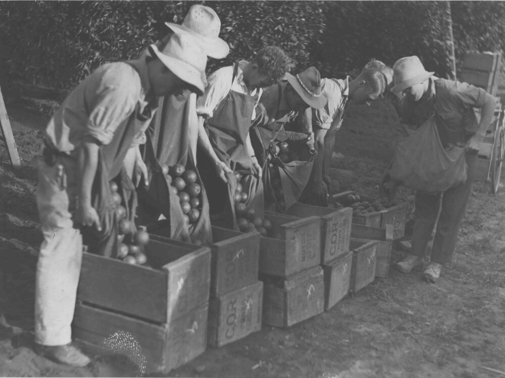 Picking citrus fruit - six students fill boxes with oranges, under supervision [Hawkesbury Agricultural College (HAC)]