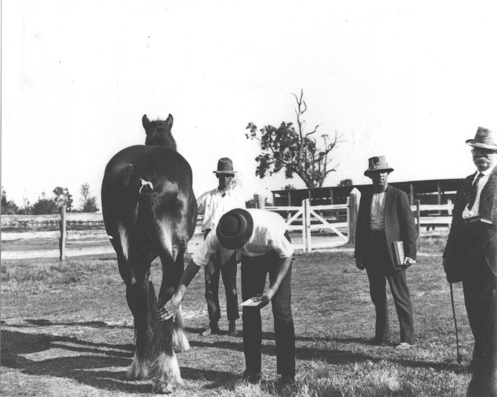 Examination of horses for soundness (print 6 of 7) - vet in attendance [Hawkesbury Agricultural College (HAC)]