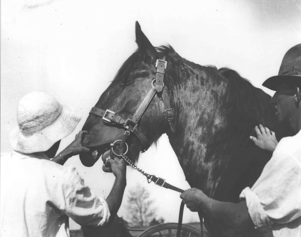 Examination of horses for soundness (print 7 of 7) - student examining stallion's mouth to determine its age [Hawkesbury Agricultural College (HAC)]