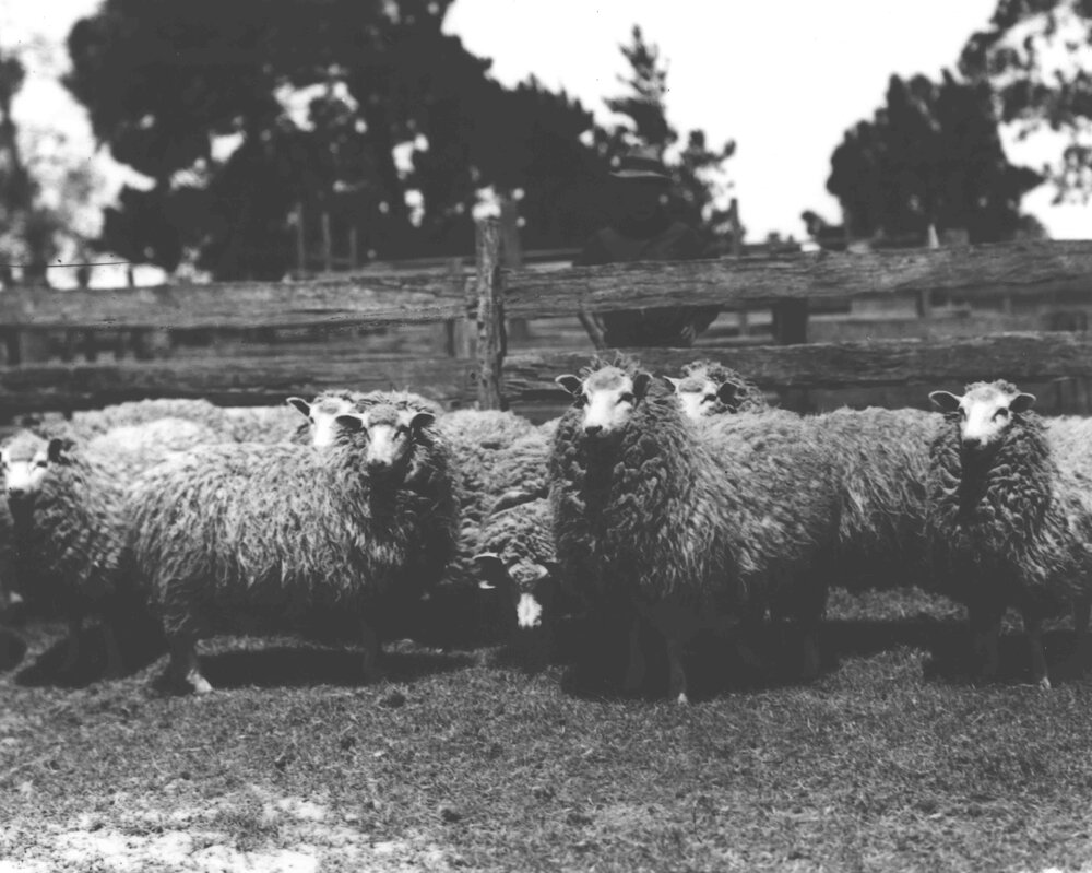 Sheep - Romney Marsh breed, standing in a yard [Hawkesbury Agricultural College (HAC)]