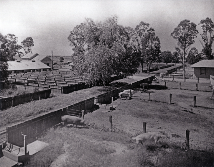 Farrowing shed, feed shed, yards and Piggery Office to right [Hawkesbury Agricultural College (HAC)]