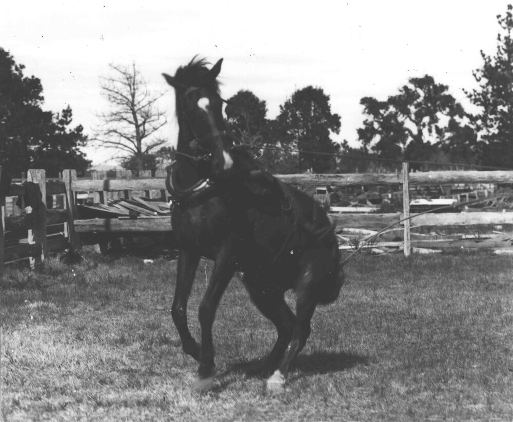 Horse breaking (1 of 3) - Early stage [Hawkesbury Agricultural College (HAC)]
