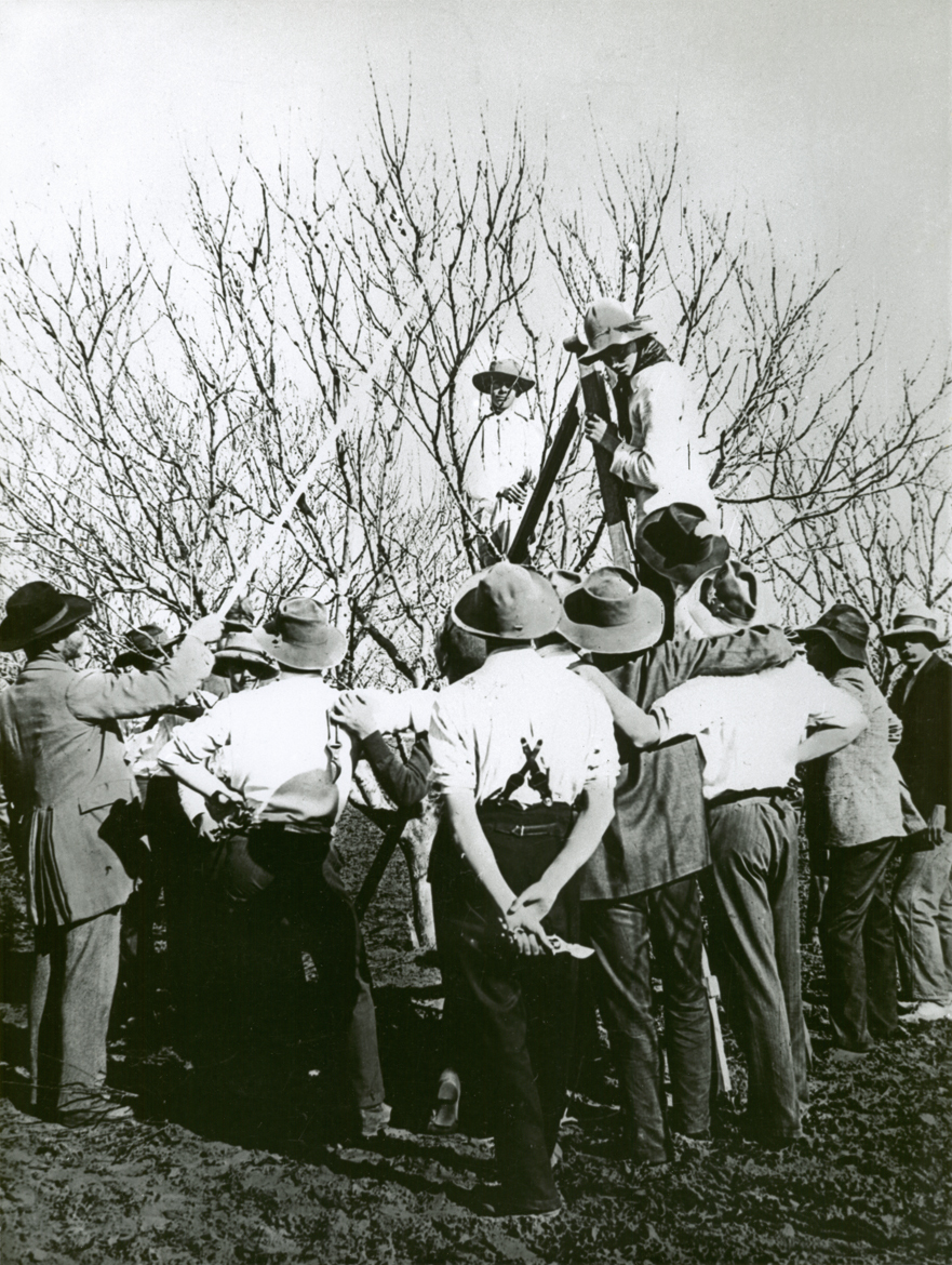 Students receiving instruction on pruning [Hawkesbury Agricultural College (HAC)]