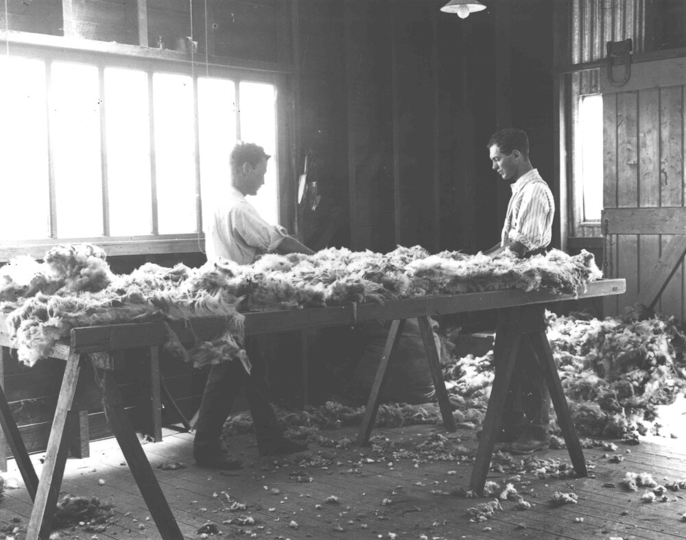 Shearing Shed (interior) - Students skirting a fleece [Hawkesbury Agricultural College (HAC)]