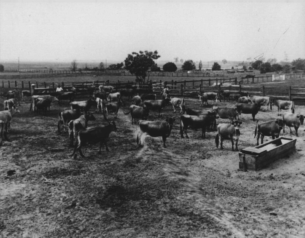 The holding yard and jersey herd - looking north east from the milking shed [Hawkesbury Agricultural College (HAC)]