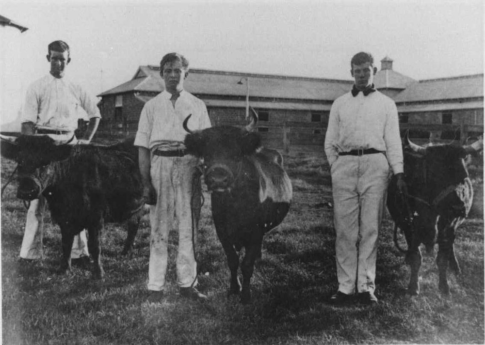 Three students with three dexter-kerry cows standing in front of the milking bails [Hawkesbury Agricultural College (HAC)]