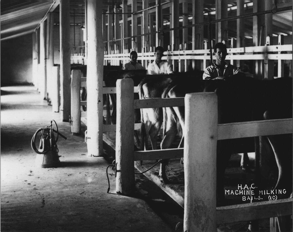 Three students working inside stanchion cow bails - machine milking [Hawkesbury Agricultural College (HAC)]