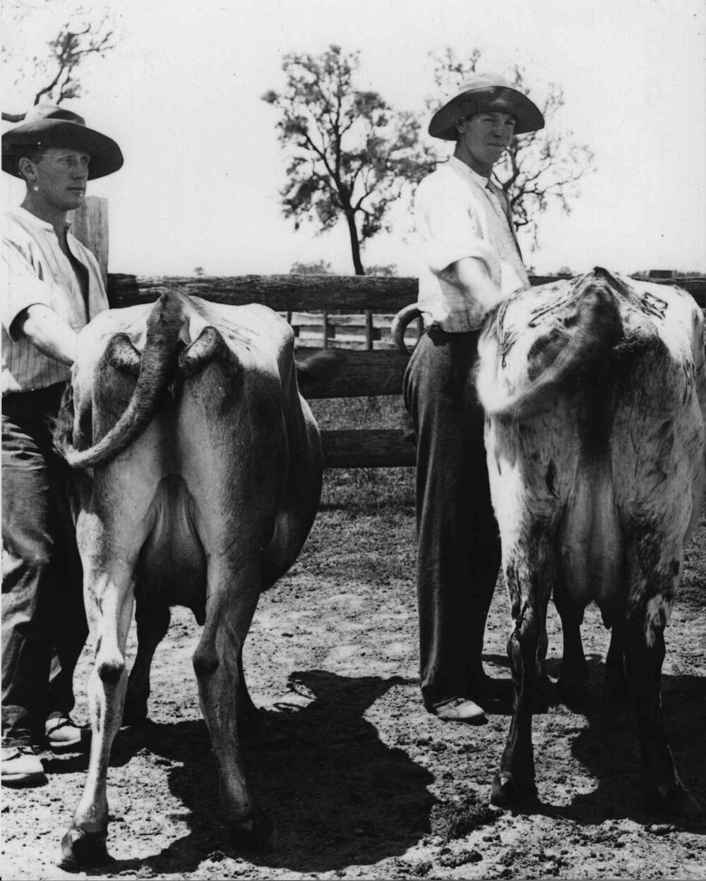 Two students (wearing hats) standing next to cows [Hawkesbury Agricultural College (HAC)]