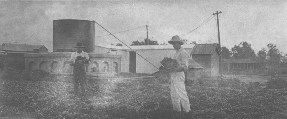 Two students in the vegetable garden with septic system in background [Hawkesbury Agricultural College (HAC)]