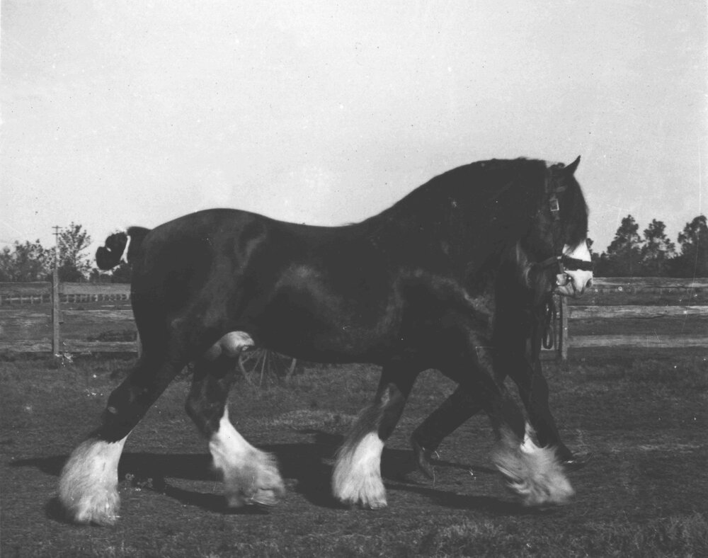 Stallion 'Royal Warden' walking with handler [Hawkesbury Agricultural College (HAC)]