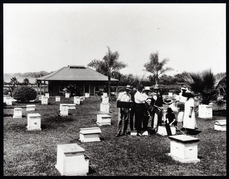 Apiary students examining honeycomb frames [Hawkesbury Agricultural College (HAC)] - Print 2 of 2 - Cropped