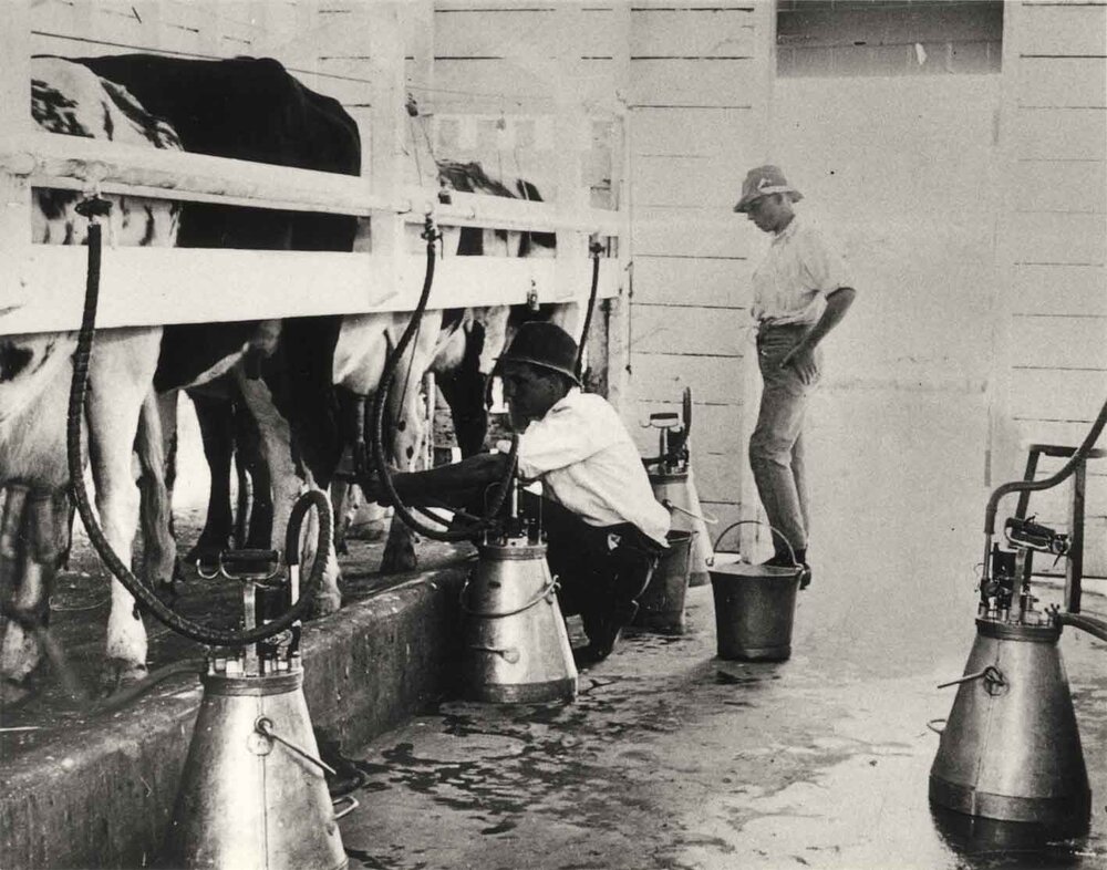 Eschelon Milking Shed (interior): Two students at work with milking machines (print 2 of 2) - cropped on right [Hawkesbury Agricultural College (HAC)]