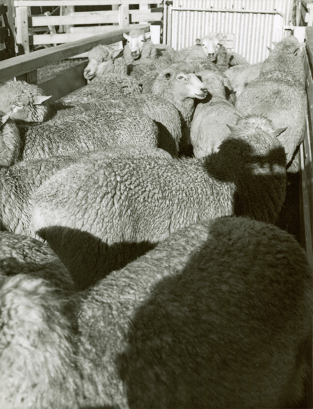Sheep in a pen [Hawkesbury Agricultural College (HAC)]