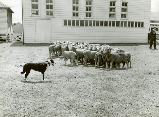 Sheep being herded by a dog - buildings in the background [Hawkesbury Agricultural College (HAC)]