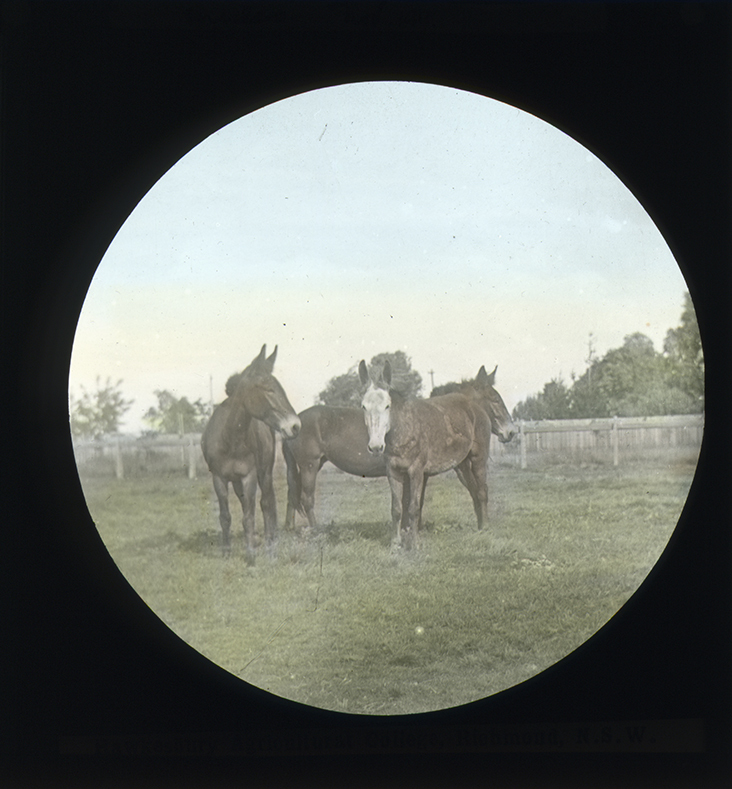 Mules in a paddock [Hawkesbury Agricultural College (HAC)]