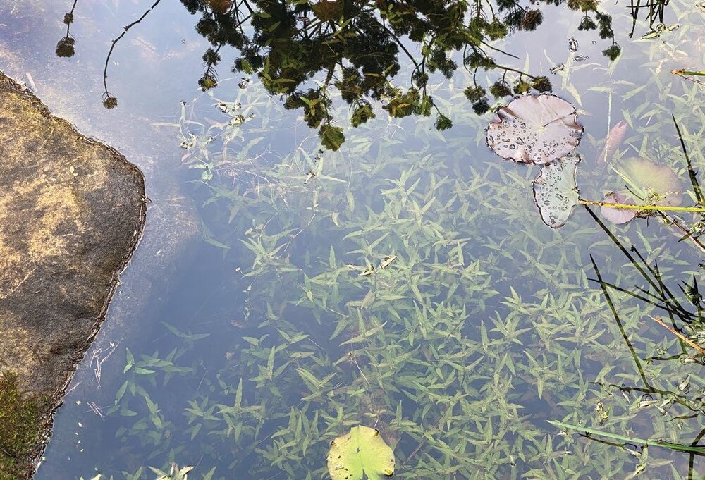 Awake Dreaming, Meditation, 2021 