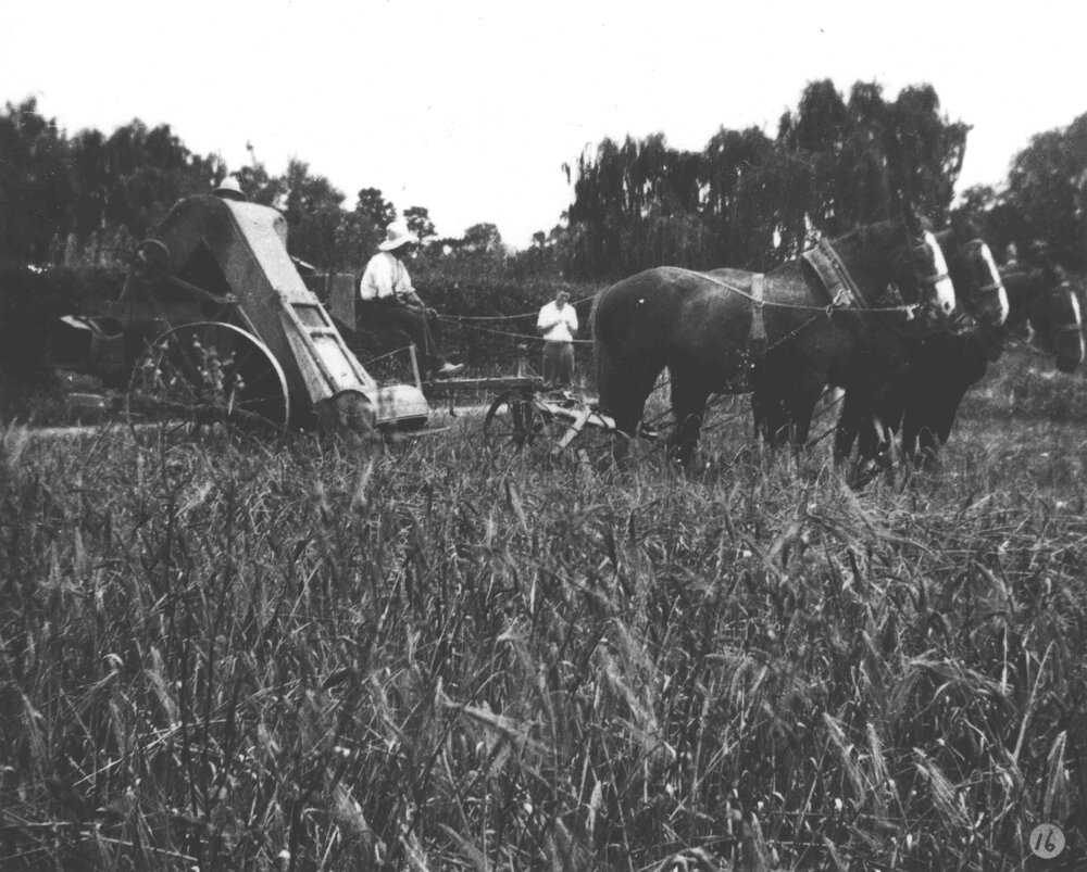 A stripper-harvester drawn by a four-horse team, working in a crop of barley on the experiment plots [Hawkesbury Agricultural College (HAC)]