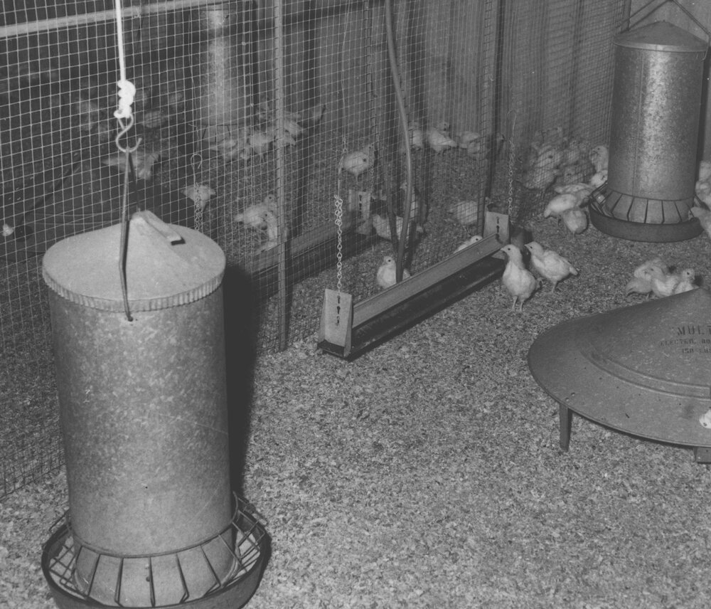 Poultry - Chicks inside the hatchery [Hawkesbury Agricultural College (HAC)]