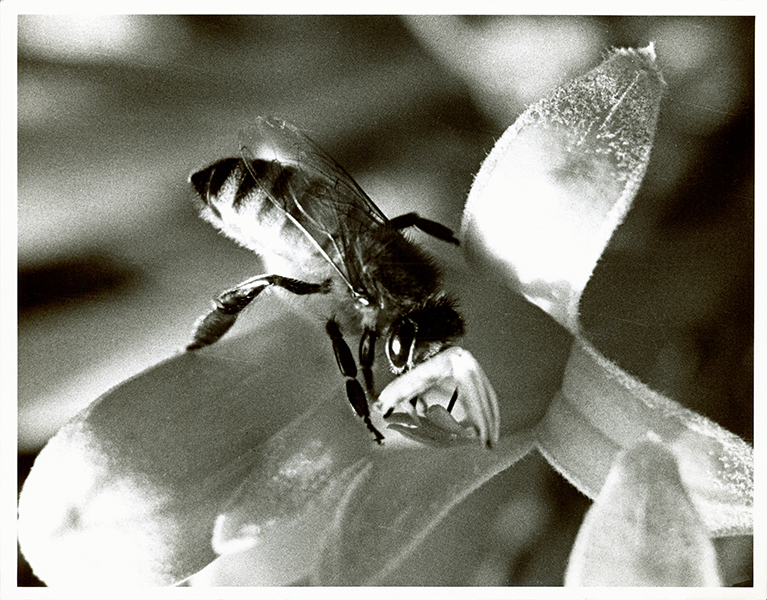 Close-up of a bee collecting nectar [Hawkesbury Agricultural College (HAC)]