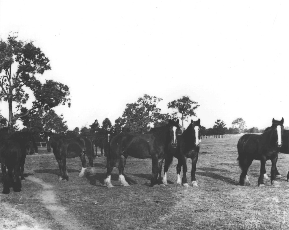 Clydesdale horses in paddock [Hawkesbury Agricultural College (HAC)]
