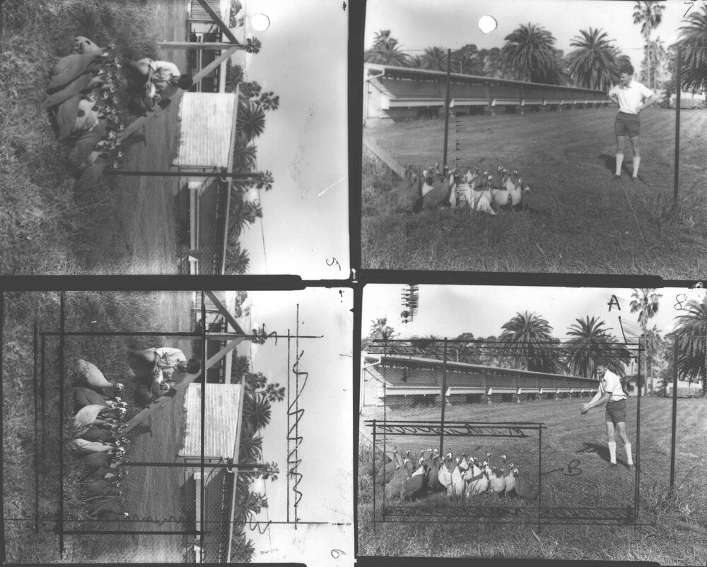 Poultry - Composite of four photos - two with a student handling a guinea fowl from the flock, and two of a staff member with flock of guinea fowl (poultry sheds in the background) [Hawkesbury Agricultural College (HAC)]
