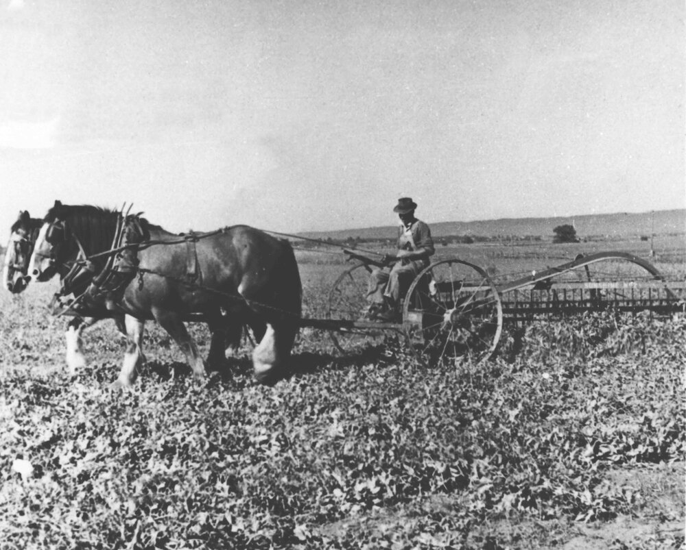 Earl Biddle (staff) harvesting with a two horse team [Hawkesbury Agricultural College (HAC)]