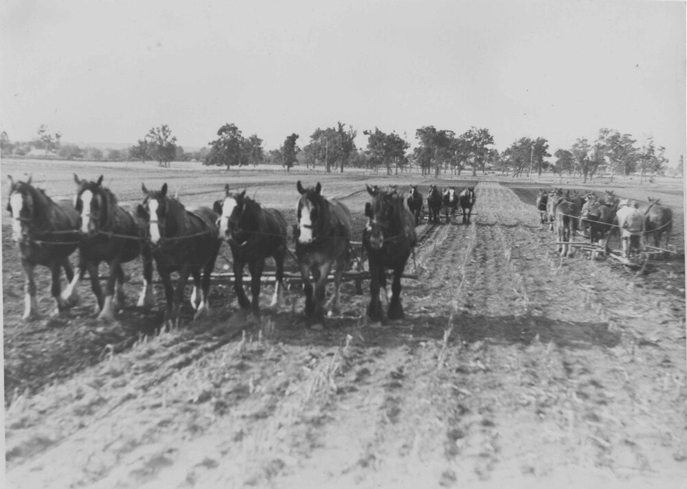 Four teams of horses ploughing the fields [Hawkesbury Agricultural College (HAC)]