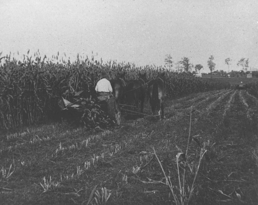 Harvesting with a three-horse team [Hawkesbury Agricultural College (HAC)]