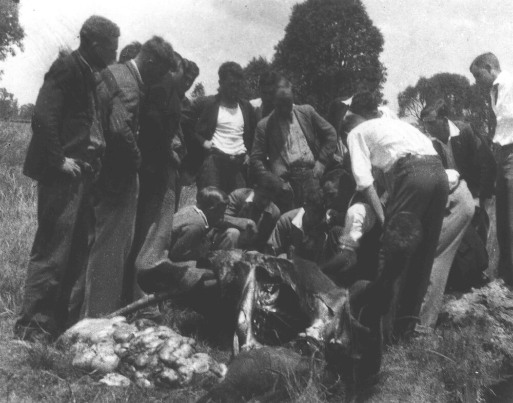Group of students around a horse during a post mortem examination [Hawkesbury Agricultural College (HAC)]