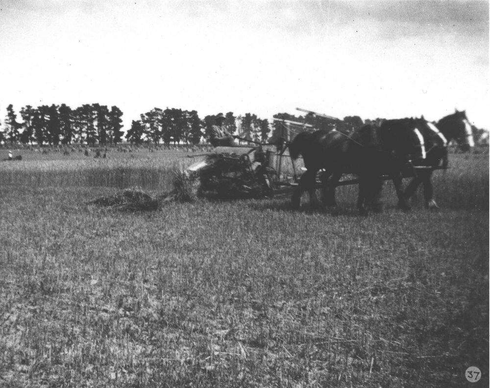 Harvesting with a three-horse team [Hawkesbury Agricultural College (HAC)]