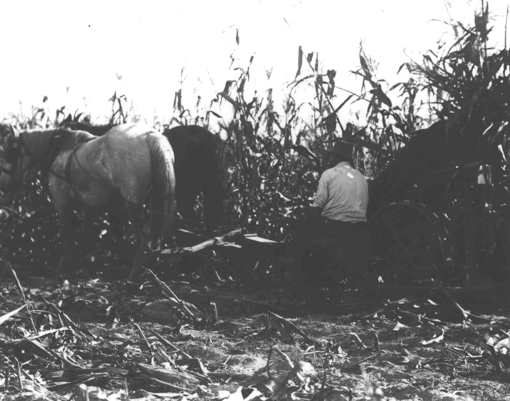 Harvesting (corn?) with a two-horse team [Hawkesbury Agricultural College (HAC)]