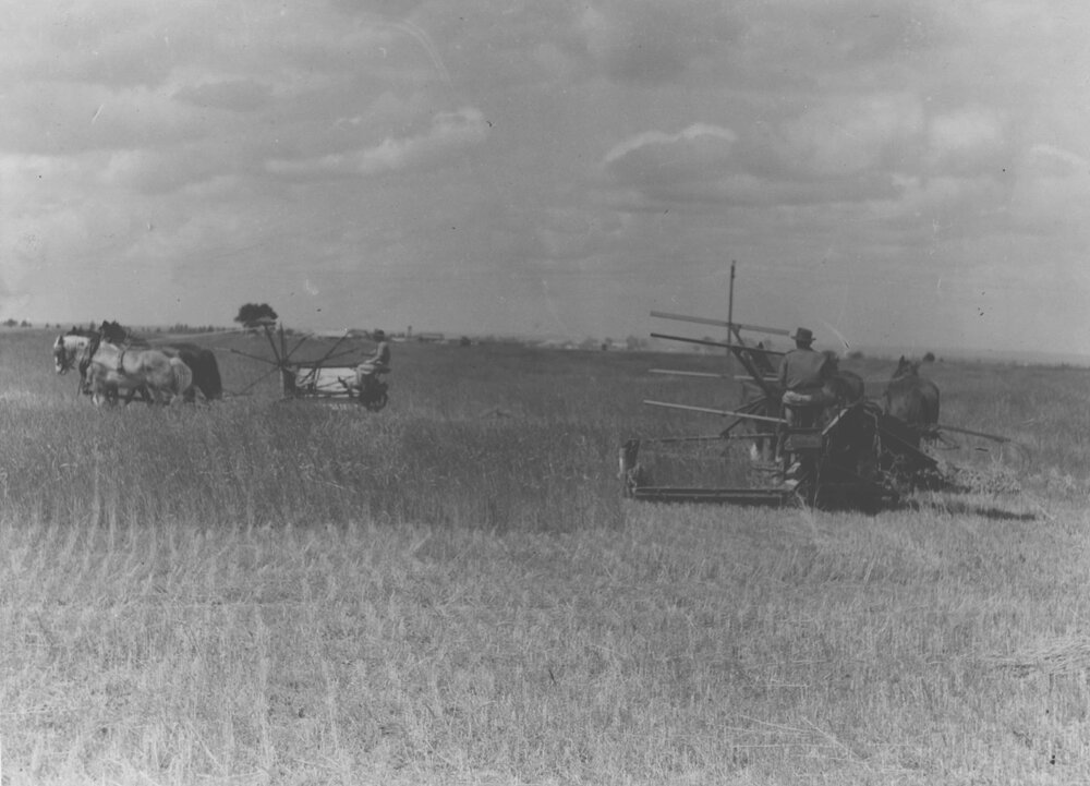 Harvesting hay with two three-horse teams each pulling a reaper and binder [Hawkesbury Agricultural College (HAC)]