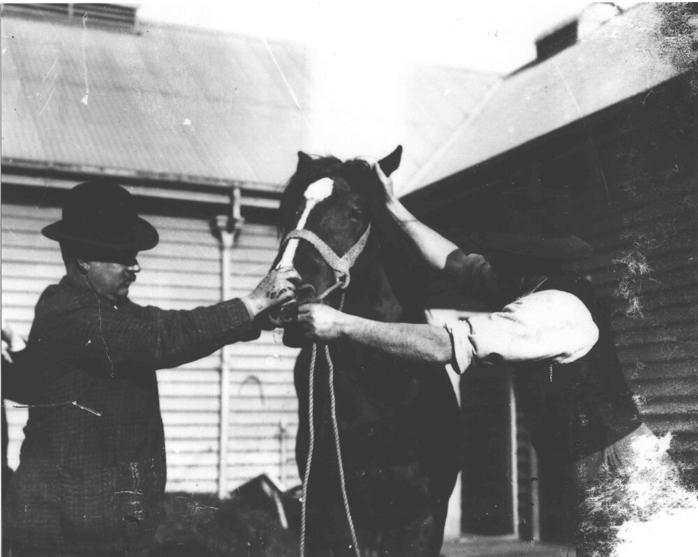 Horse examination - student examining horse's mouth [Hawkesbury Agricultural College (HAC)]