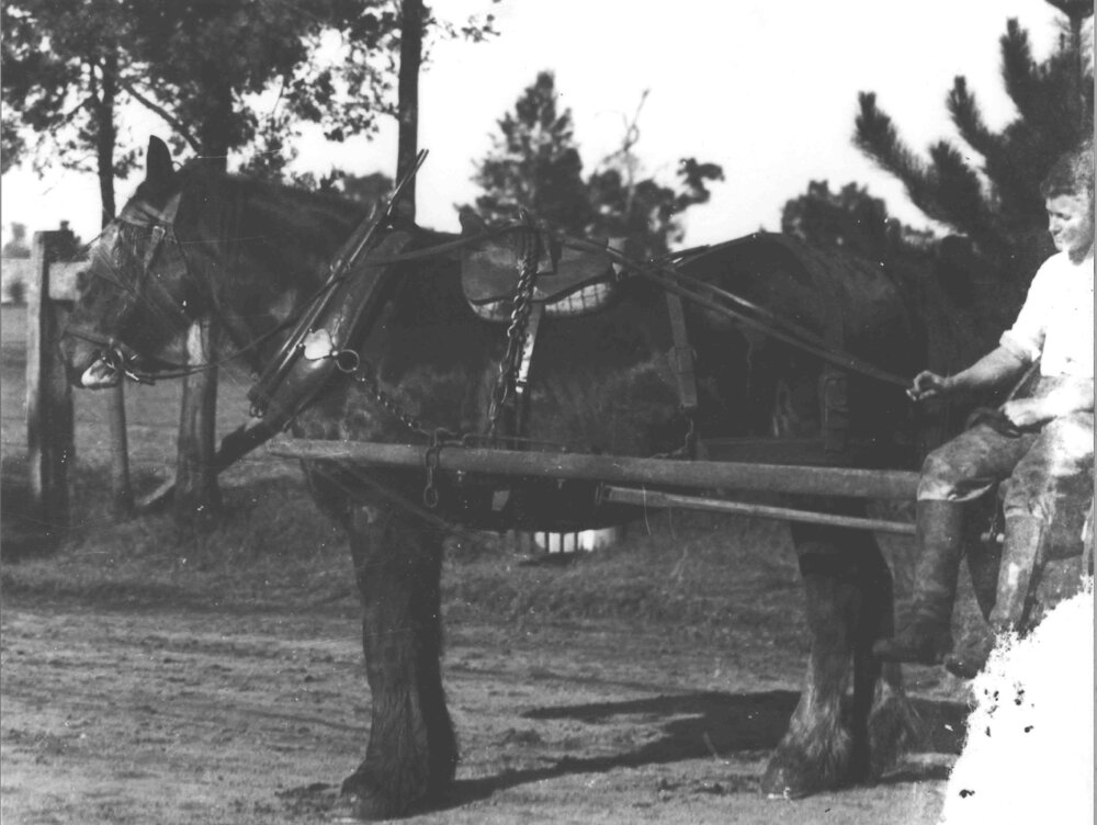 Horse in shafts showing harness, student holding reins [Hawkesbury Agricultural College (HAC)]