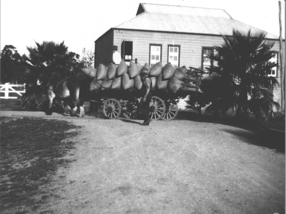 Horses and loaded wagon with student walking alongside, outside amphitheatre [Hawkesbury Agricultural College (HAC)]