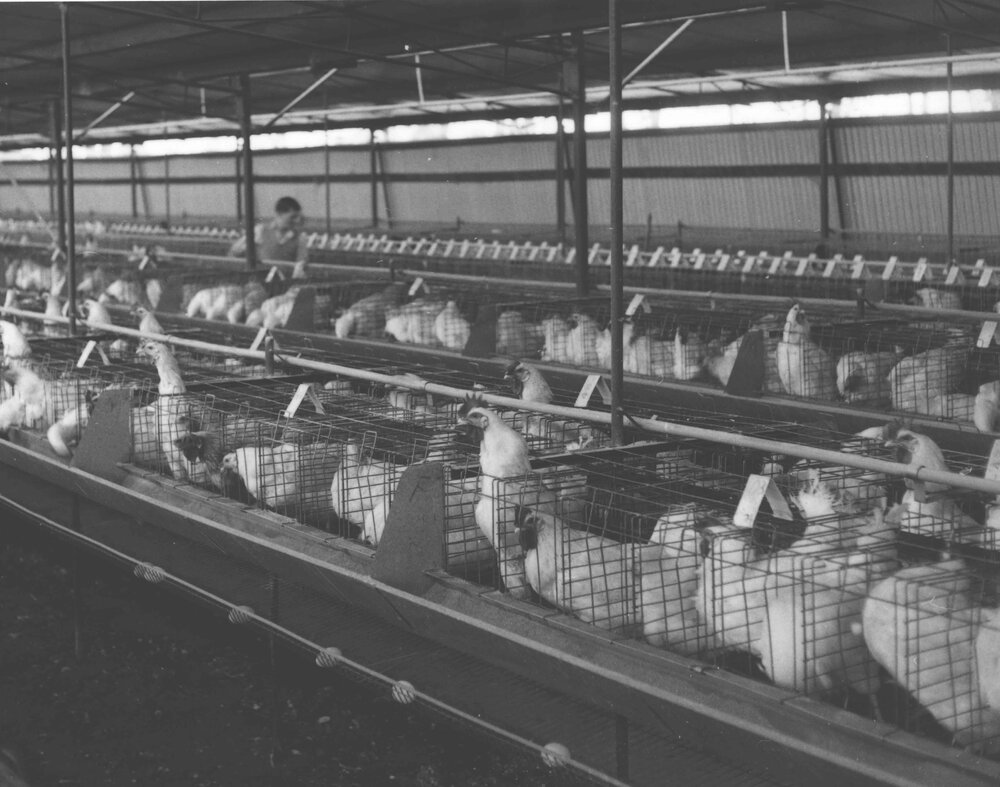Poultry Shed (interior) - laying hens in rows of wire cages [Hawkesbury Agricultural College (HAC)]