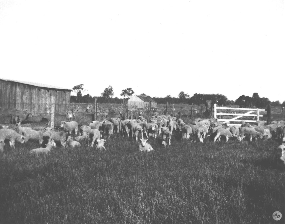 Sheep - Lambs in holding yard [Hawkesbury Agricultural College (HAC)]