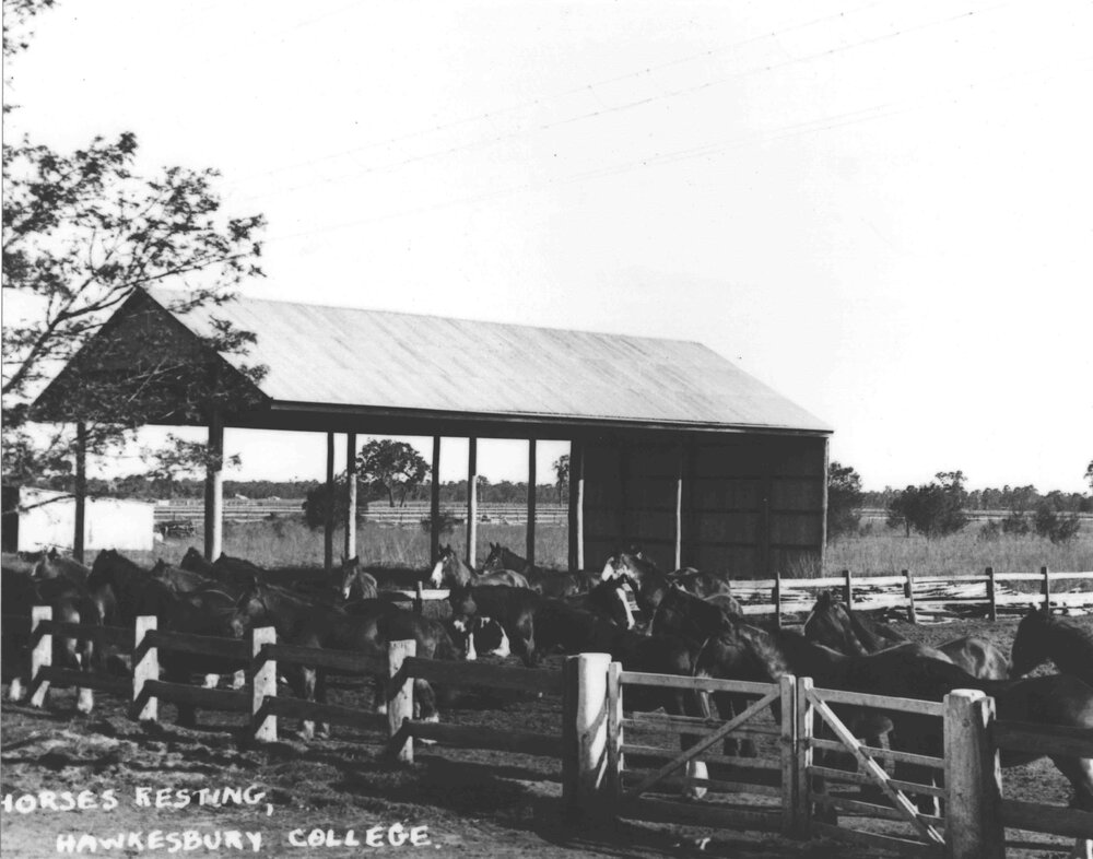 Large number of Clydesdale horses in yard near the hay shed [Hawkesbury Agricultural College (HAC)]