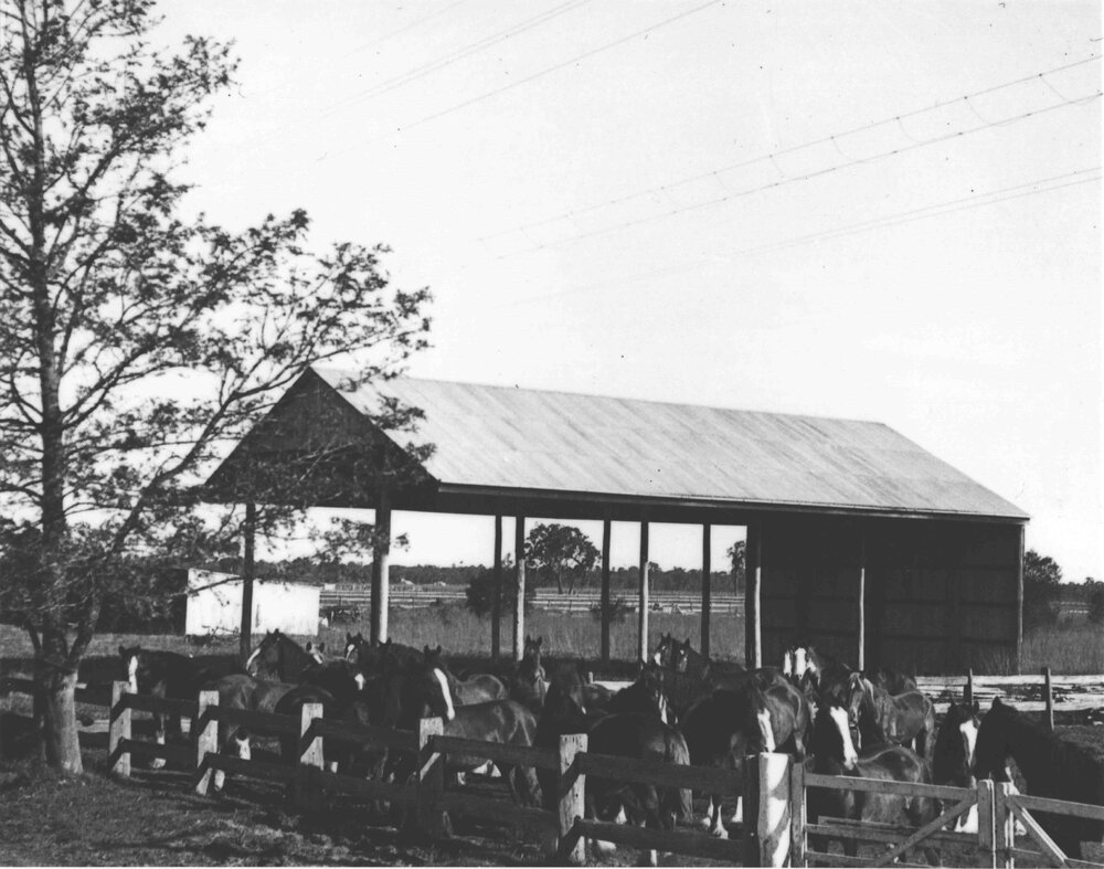 Large number of Clydesdale horses in yard near the hay shed [Hawkesbury Agricultural College (HAC)]
