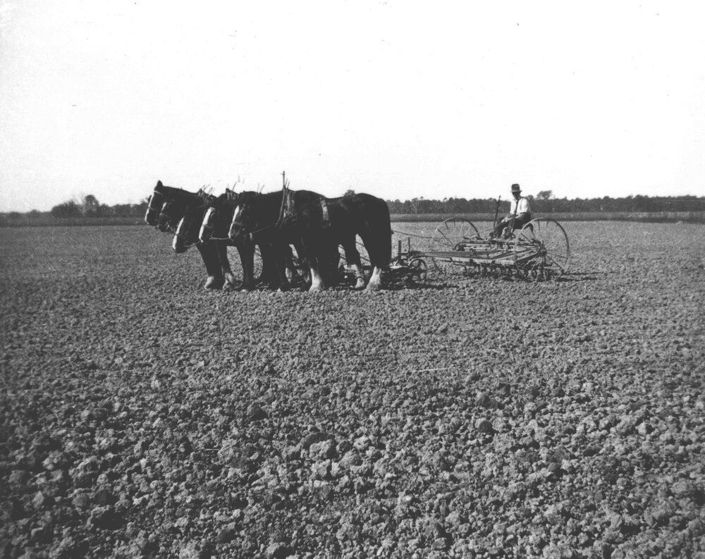 Man (staff?) behind a five horse team pulling a scarifier [Hawkesbury Agricultural College (HAC)]