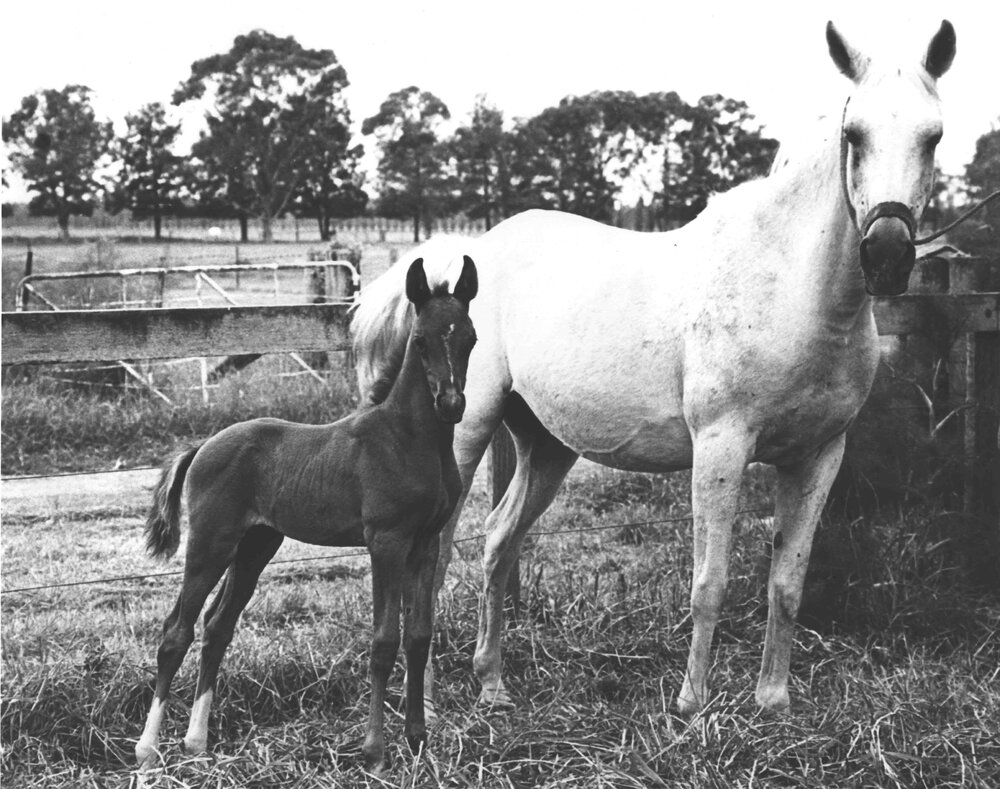 Mare and foal in paddock [Hawkesbury Agricultural College (HAC)]