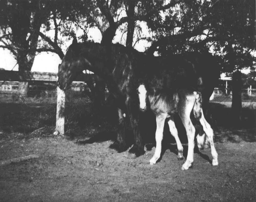 Mare and foal, under trees for shade [Hawkesbury Agricultural College (HAC)]