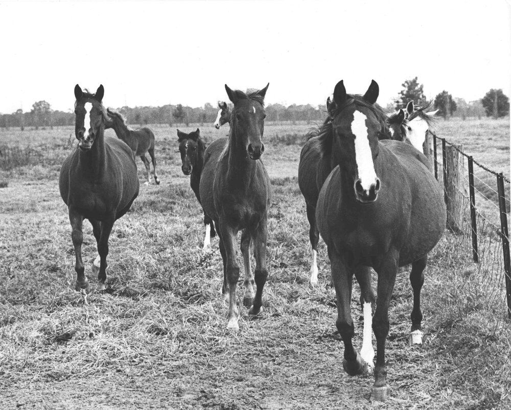 Mares and foals in paddock [Hawkesbury Agricultural College (HAC)]
