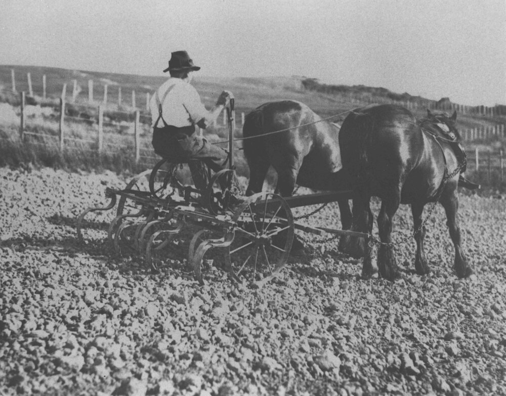 Man working a two horse team, using a scarifier (an implement for loosening the soil) [Hawkesbury Agricultural College (HAC)]
