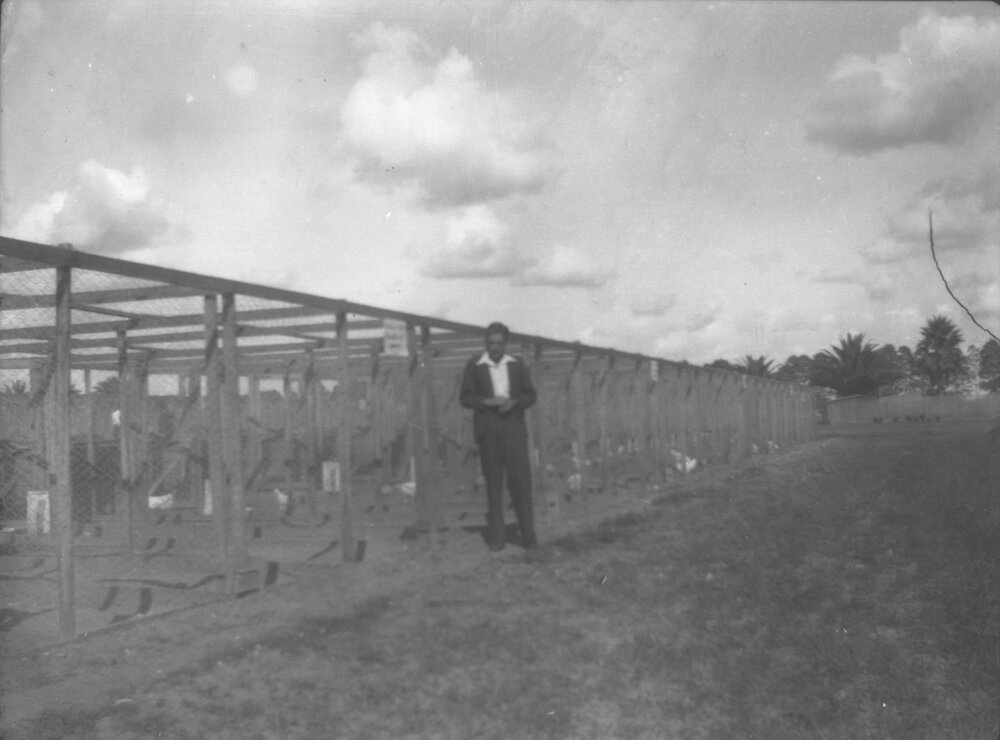 Poultry - Man standing outside the pens [Hawkesbury Agricultural College (HAC)]