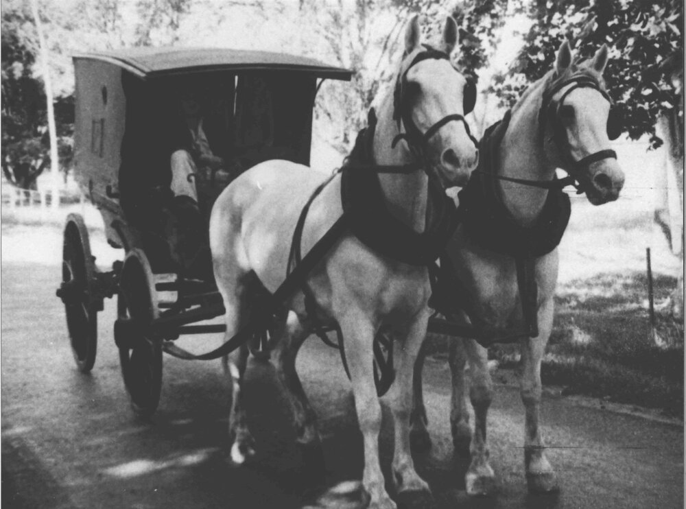 A drag, harnessed to two white horses - with driver inside [Hawkesbury Agricultural College (HAC)]