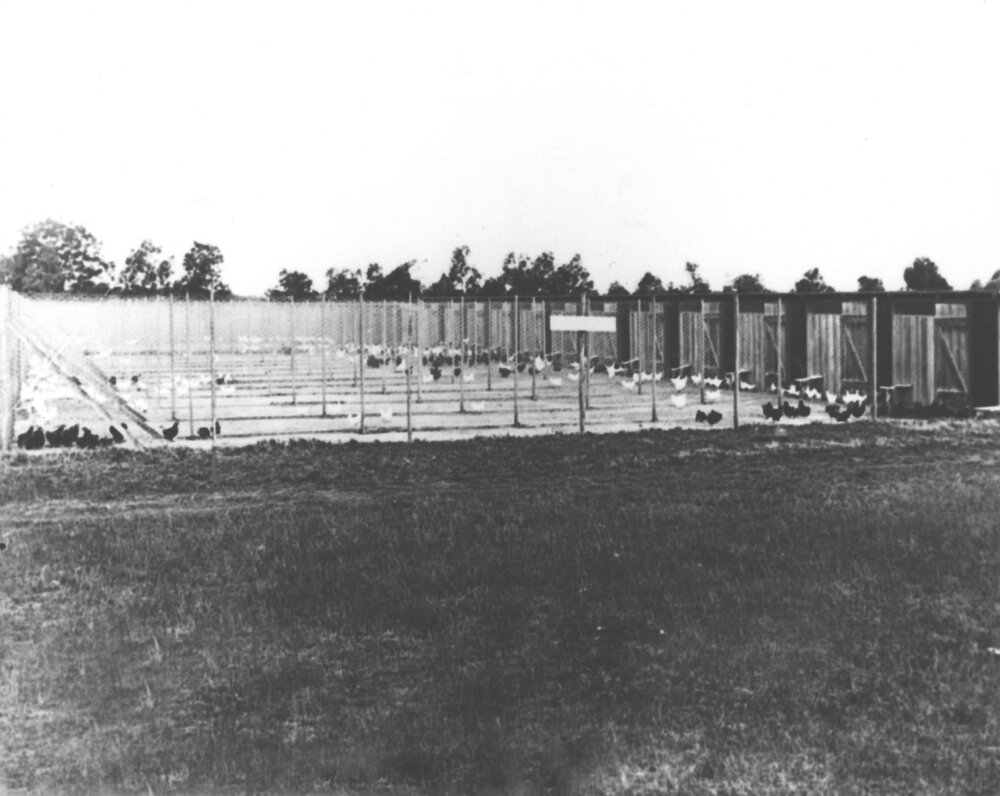 Poultry - Rearing pens [Hawkesbury Agricultural College (HAC)]