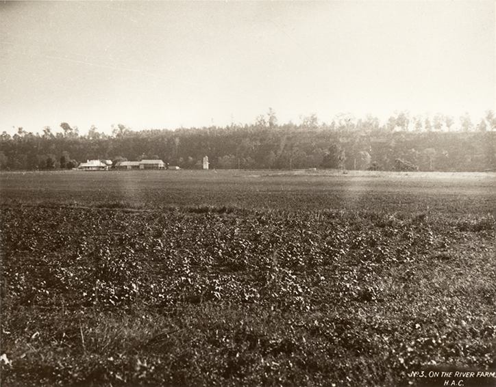 River Farm (early scene) showing paddocks and buildings in the background [Hawkesbury Agricultural College (HAC)]