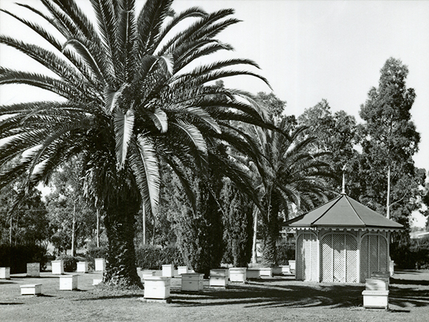 Apiary and hives - well established trees and pines [Hawkesbury Agricultural College (HAC)]